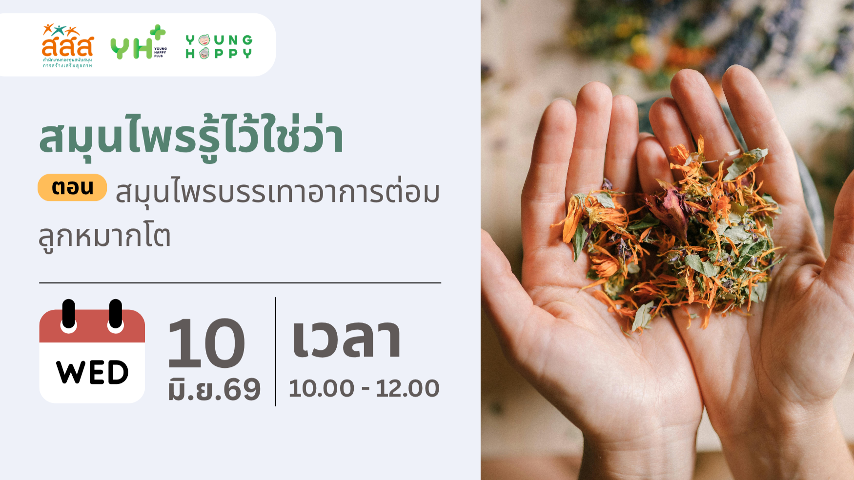 สมุนไพรรู้ไว้ใช่ว่า ตอน สมุนไพรบรรเทาอาการ ต่อมลูกหมากโต